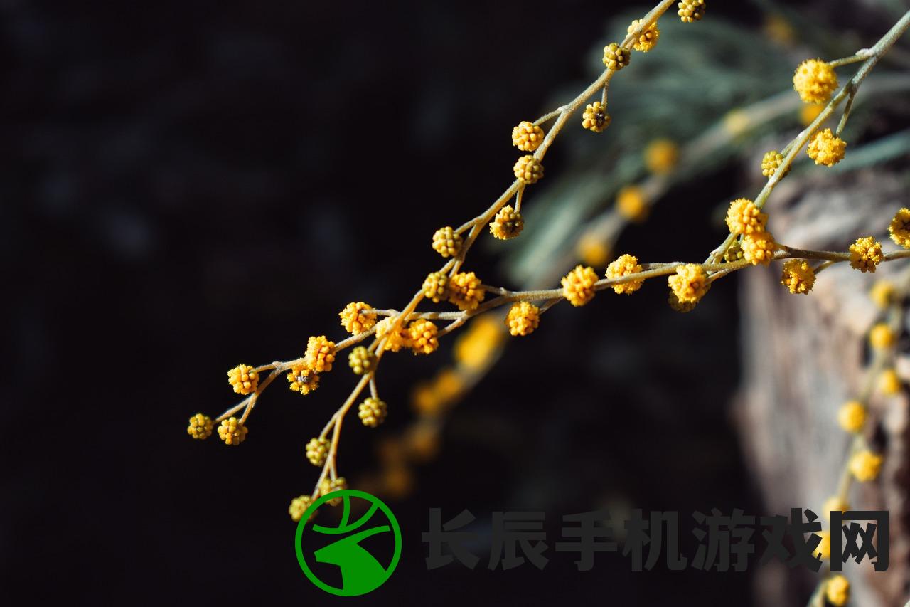 (猫和香水)携手芬芳，共舞相思：花与猫与香水折相思版